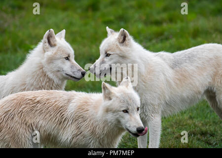 Close up of three Arctic wolves / white wolves / Polar wolf (Canis lupus arctos) wolf pack, native to Canada Stock Photo