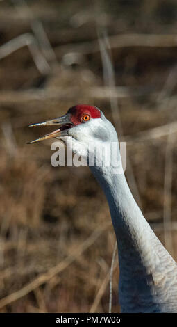 A sandhill crane with neck extended has its beak open. Stock Photo