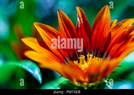 African daisy close-up, macro photo.  Gazania is a genus of flowering plants in the family Asteraceae, native to Southern Africa. Stock Photo