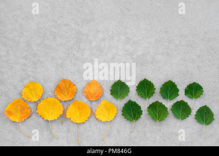 Change of seasons. Green and yellow, summer and autumn leaves on concrete background. Stock Photo