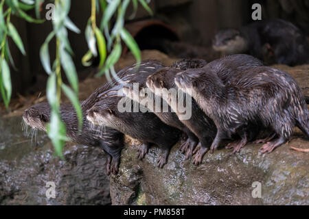 Group of oriental small-clawed otter (Amblonyx cinereus), also known as the Asian small-clawed otter. Stock Photo