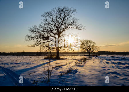 colorful sunset behind large tree in fields full of snow in winter Stock Photo