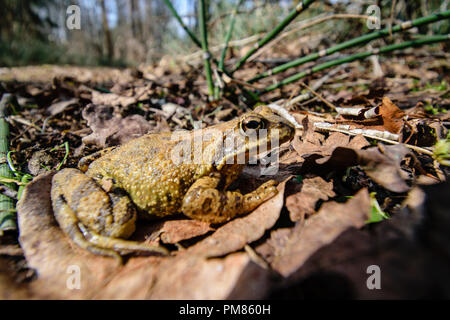 frog sitting on dry leaves in autumn countryside enjoying sun Stock Photo