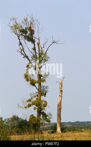 Mistletoes in a dying Poplar tree under a blue sky, next to a dead tree Stock Photo