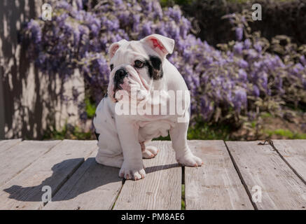 black & white baby bulldog puppy dog on deck sitting looking right. He seems very content. Stock Photo