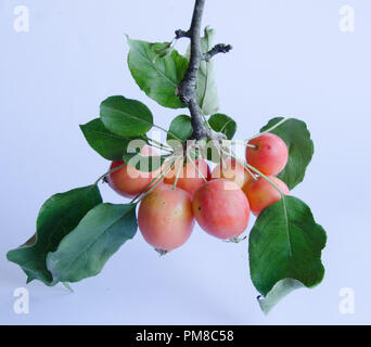 Wild apples with vibrant colors hanging on a branch on white background Stock Photo