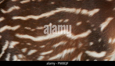 Pattern of tapir brown fur  with white lines close up view Stock Photo