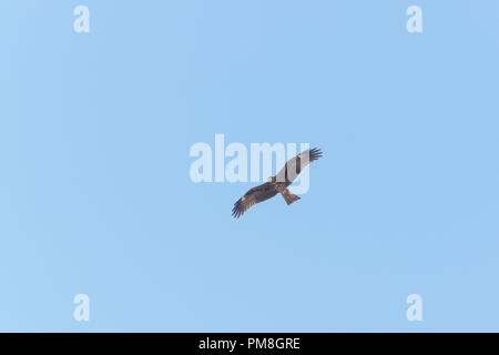 a black kite soaring in a light blue clear sky over the negev desert near Arad in Israel Stock Photo