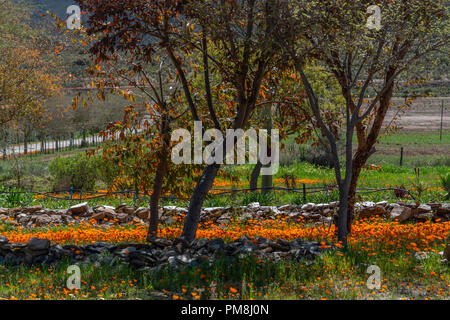 roadside flowers, Route 62, Klein Karoo, South Africa Stock Photo