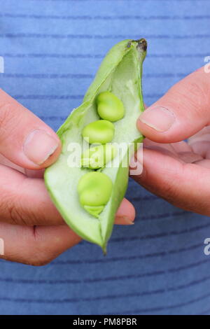 Vicia faba. Freshly picked broad bean pods split open by male gardener to reveal succulent beans in summer Stock Photo