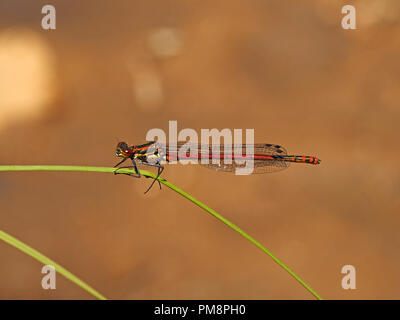 Female Large Red Damselfly (Pyrrhosoma nymphula) in the Ariège Pyrénées, France perched on reed stem with egg-like parasitic mites below thorax Stock Photo