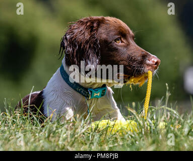 Puppy springer spaniel at play in the sun Stock Photo