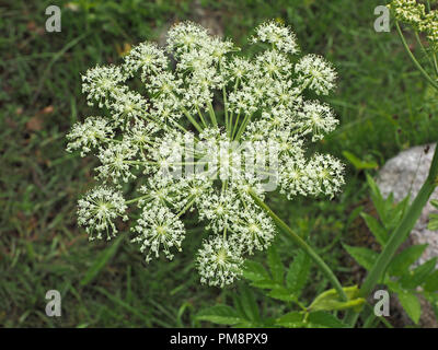 Flowering umbel of Greater Water-parsnip (Sium latifolium) radiating white florets against green grassy background of the Ariège Pyrénées, France Stock Photo