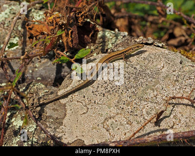 Pyrenean rock lizard (Iberolacerta bonnali) sunning itself on a lichen covered rock in the Ariège Pyrénées, France Stock Photo