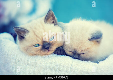 Two cute little kittens sitting in a basket. Christmas concept Stock Photo