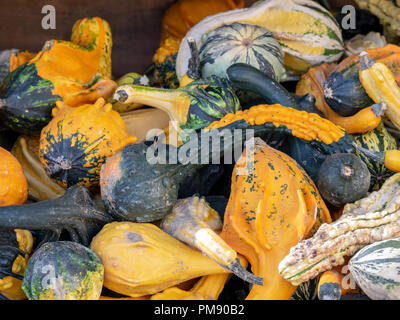 Image of clouse up on many little pumpkins Stock Photo