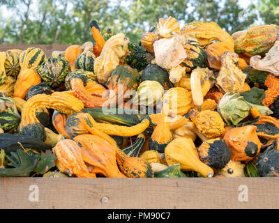 Image of clouse up on many little pumpkins Stock Photo