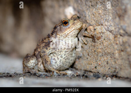 A portrait of a Common Toad set against a small stone wall. Stock Photo