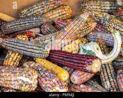 Image of colorful corn close up view Stock Photo