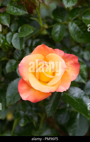 Rosa 'Jam and Jerusalem' flower. Stock Photo