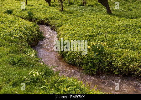 A stream flowing through thick growth of plants and daffodils Stock Photo