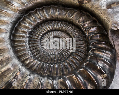 Giant Ammonite, Dorset, UK Stock Photo