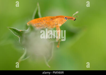 Lixus pulverulentus, close-up of adult on a plant Stock Photo