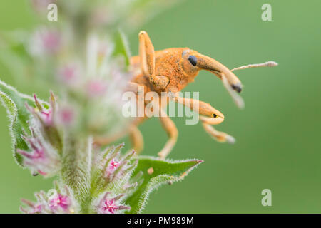 Lixus pulverulentus, close-up of adult on a plant Stock Photo