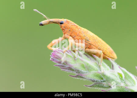 Lixus pulverulentus, close-up of adult on a plant Stock Photo