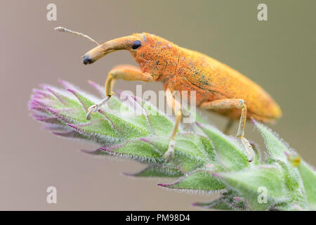 Lixus pulverulentus, close-up of adult on a plant Stock Photo