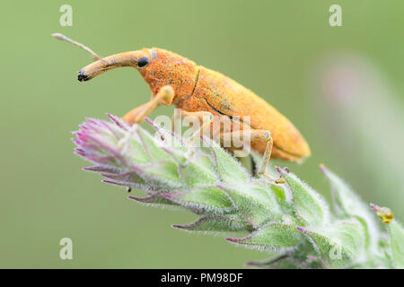 Lixus pulverulentus, close-up of adult on a plant Stock Photo