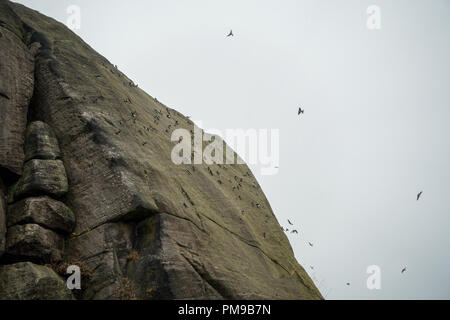 UK wildlife: Cow and Calf Rocks, Ilkley Moor, West Yorkshire, UK. 17th September 2018. A swoop of house martins gather on a rock face perhaps getting ready for or on migration, Ilkley Moor.  Rebecca Cole/Alamy Live News Stock Photo
