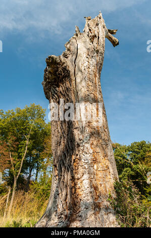 Big trunk of a dead oak tree on a sunny day in summer in Vienna, Austria Stock Photo