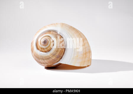 A Melon shell sits on a gray backdrop Stock Photo