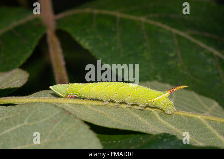 Walnut sphinx moth caterpillar - Amorpha juglandis Stock Photo
