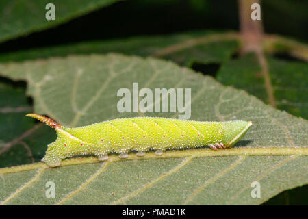 Walnut sphinx moth caterpillar - Amorpha juglandis Stock Photo
