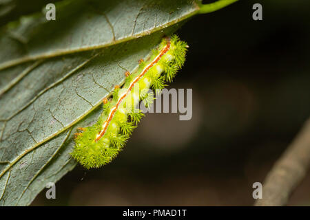 Venomous IO moth caterpillar - Automeris io Stock Photo - Alamy