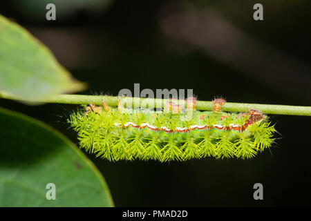 Venomous IO moth caterpillar - Automeris io Stock Photo - Alamy
