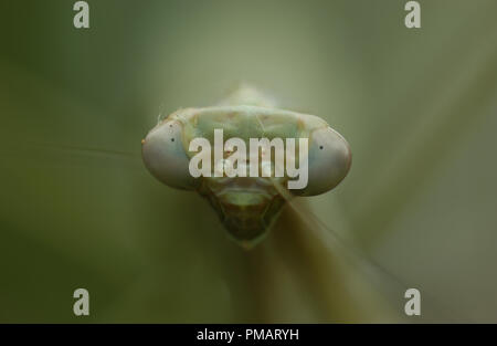 PRAYING MANTISES HAVE TRIANGULAR HEADS WITH BULGING EYES SUPPORTED ON  A FLEXIBLE NECK. Stock Photo