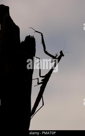SILHOUETTE OF A PRAYING MANTIS. MANTISES OR MANTIDS ARE IN THE ORDER MANTODEA. Stock Photo