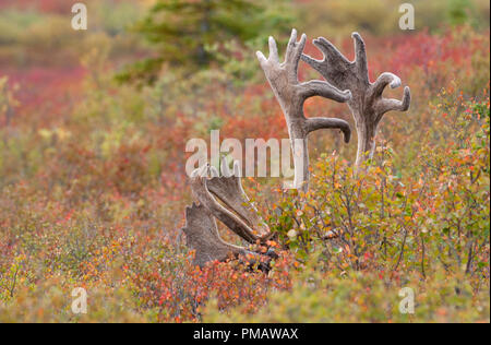 Caribou, Barren Ground, Bull, Autumn, Denali Park, Alaska