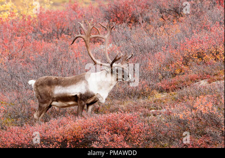 Caribou, Barren Ground, Bull, Autumn, Denali Park, Alaska