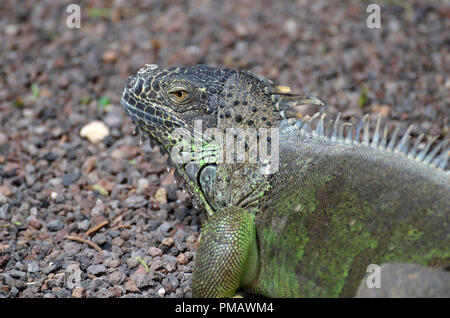 Portrait of a common iguana (Iguana iguana), green iguana Stock Photo
