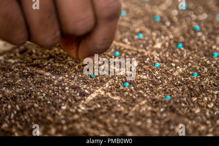 lettuce seed cultive hand farm Stock Photo