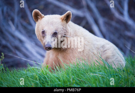 Black bear in the Rocky Mountain wilderness Stock Photo