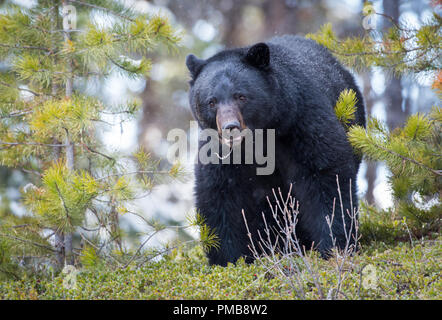 Black bear in the Rocky Mountain wilderness Stock Photo