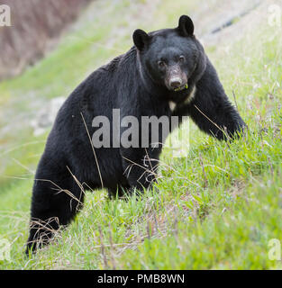 Black bear in the Rocky Mountain wilderness Stock Photo