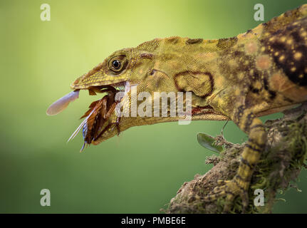 A giant banded anole eating a cockroach. Photograph taken in Costa Rica. Stock Photo