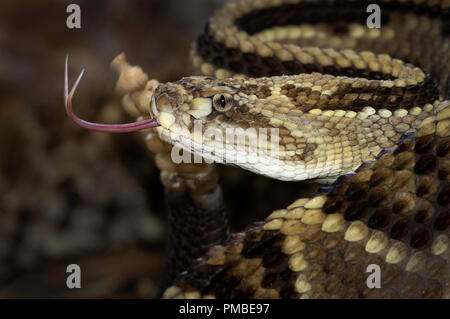 Portrait of a central american neotropical rattlesnake. Stock Photo