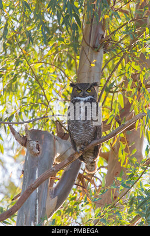 Great-horned owl, Borrego Springs, California. Stock Photo